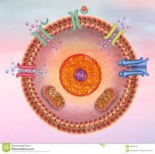 Receptor Kit B