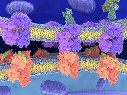 Receptors Condensed 2 - Neuro