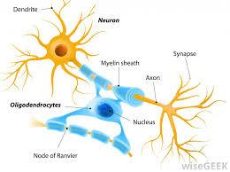 Nerve Ganglia Kit